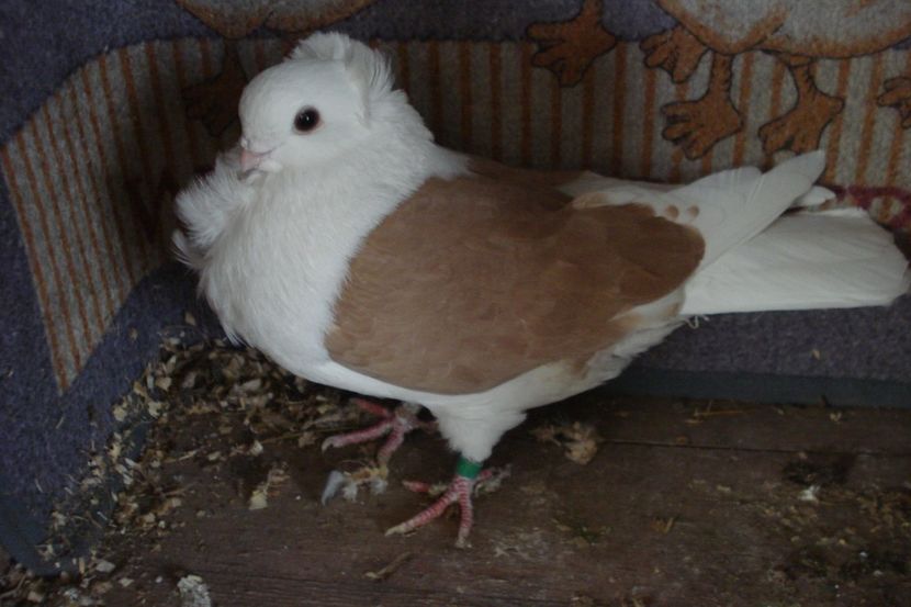 m 975-21 eug bm - plecati