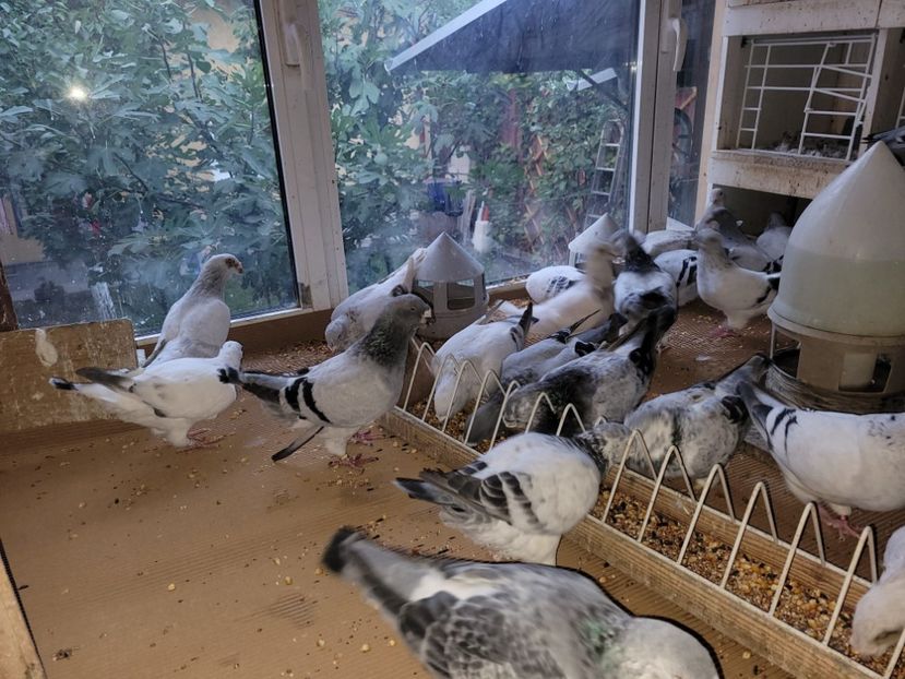 IMG-20211105-WA0044 - 0 - 5 nov 2021 Voiajori standard