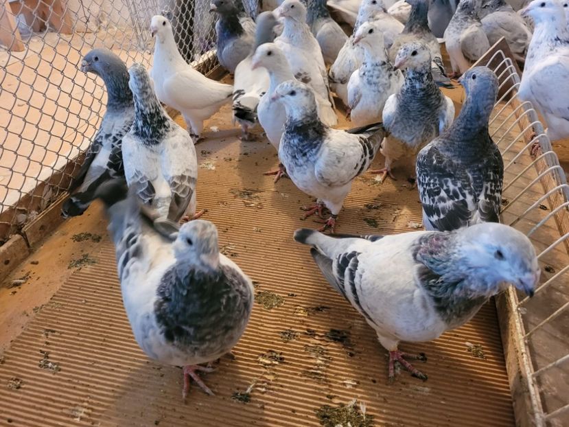 IMG-20211105-WA0022 - 0 - 5 nov 2021 Voiajori standard