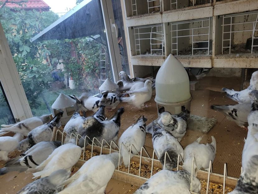 IMG-20211105-WA0043 - 0 - 5 nov 2021 Voiajori standard