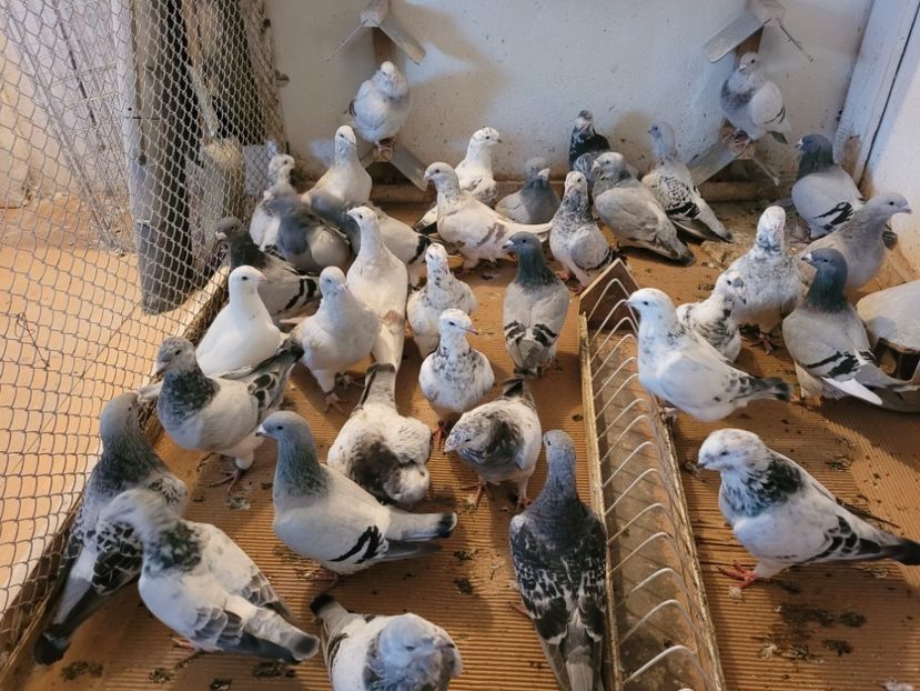 IMG-20211105-WA0023 - 0 - 5 nov 2021 Voiajori standard