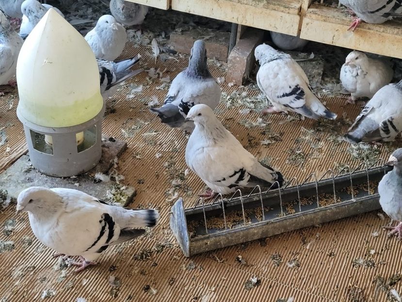 IMG-20211105-WA0026 - 0 - 5 nov 2021 Voiajori standard