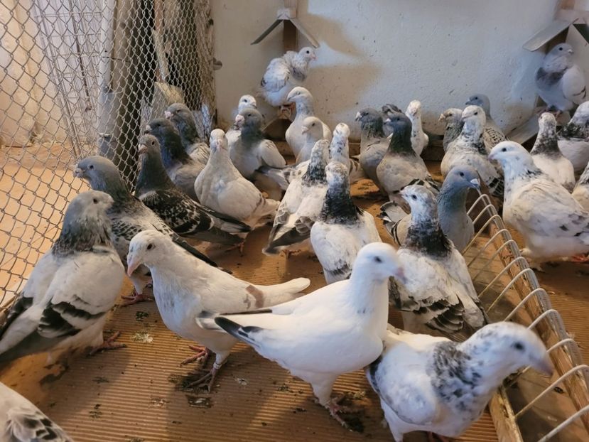 IMG-20211105-WA0004 - 0 - 5 nov 2021 Voiajori standard