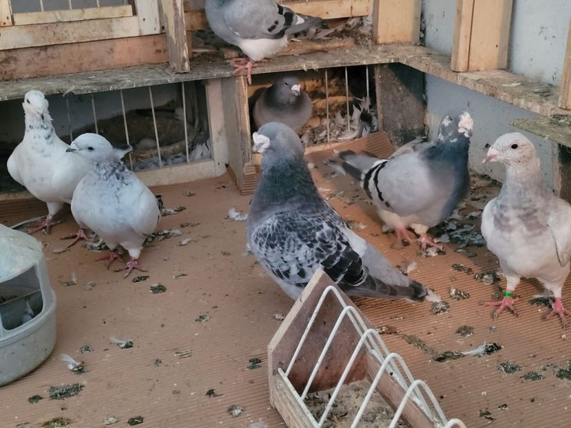 IMG-20211105-WA0003 - 0 - 5 nov 2021 Voiajori standard