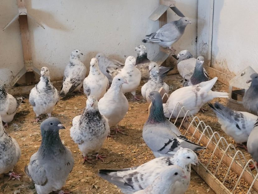 IMG-20211105-WA0029 - 0 - 5 nov 2021 Voiajori standard