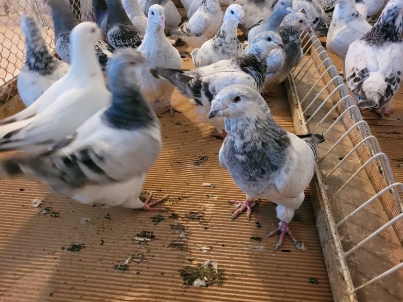 IMG-20211105-WA0009 - 0 - 5 nov 2021 Voiajori standard