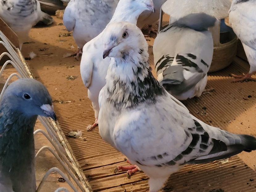 IMG-20211105-WA0031 - 0 - 5 nov 2021 Voiajori standard