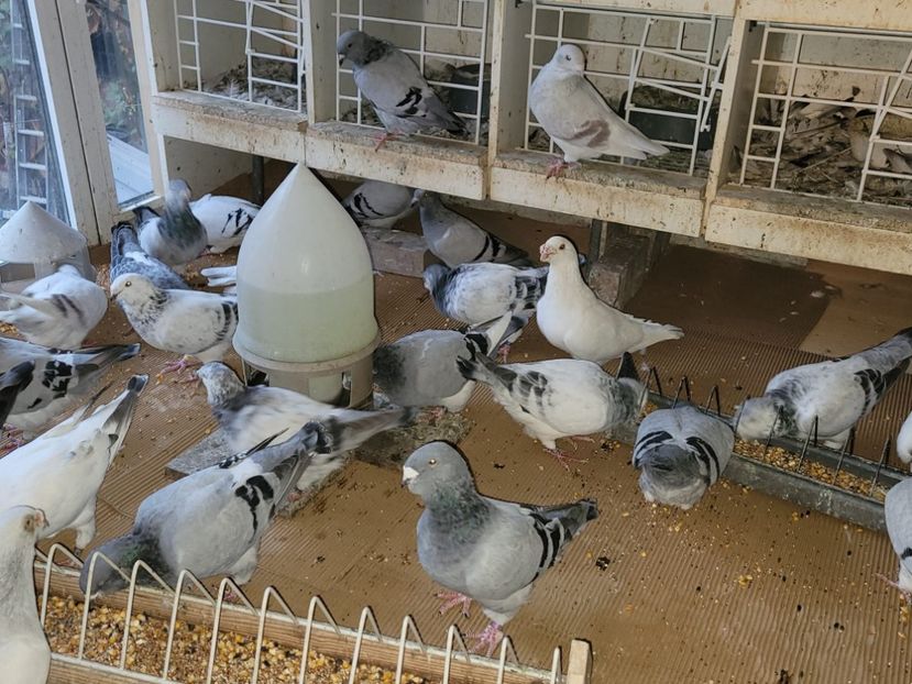 IMG-20211105-WA0033 - 0 - 5 nov 2021 Voiajori standard