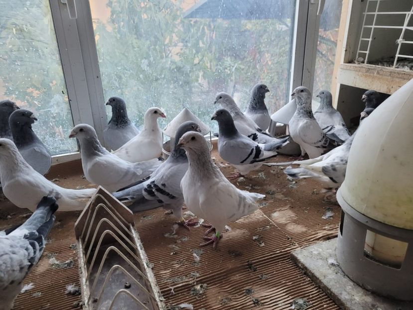 IMG-20211105-WA0032 - 0 - 5 nov 2021 Voiajori standard