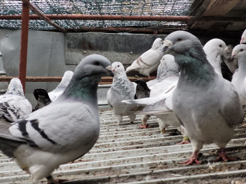 IMG-20211105-WA0035 - 0 - 5 nov 2021 Voiajori standard