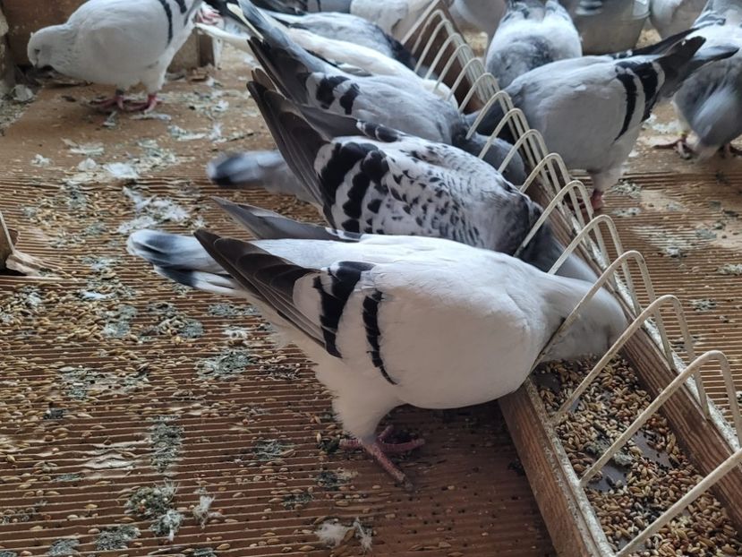 IMG-20211105-WA0013 - 0 - 5 nov 2021 Voiajori standard