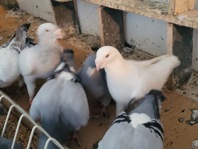 IMG-20211105-WA0012 - 0 - 5 nov 2021 Voiajori standard