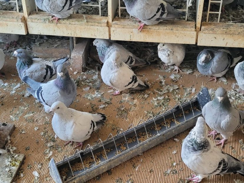 IMG-20211105-WA0015 - 0 - 5 nov 2021 Voiajori standard