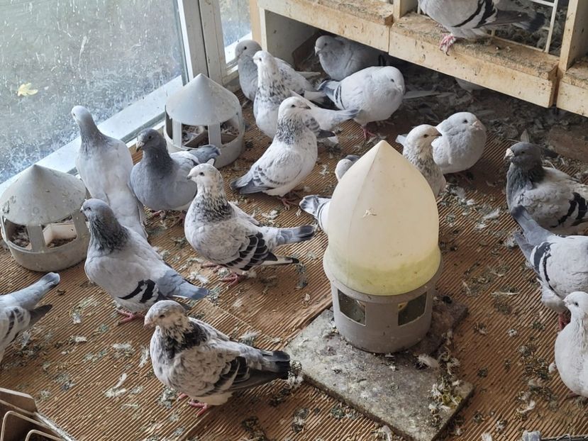 IMG-20211105-WA0014 - 0 - 5 nov 2021 Voiajori standard