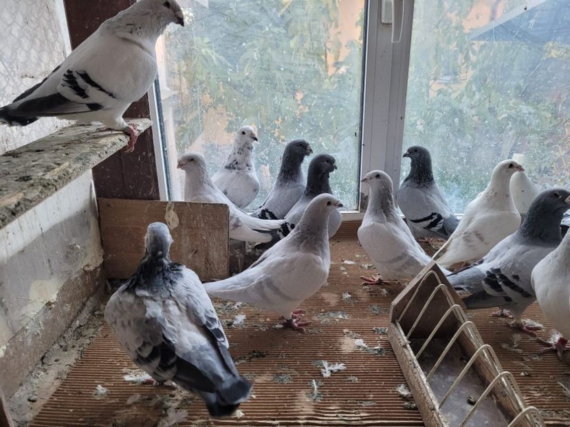 IMG-20211105-WA0039 - 0 - 5 nov 2021 Voiajori standard