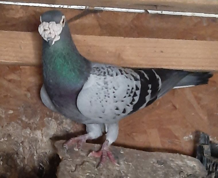  - VOIAJORI STIL VECHI SI  VOIAJORI DE FRUMUSETE