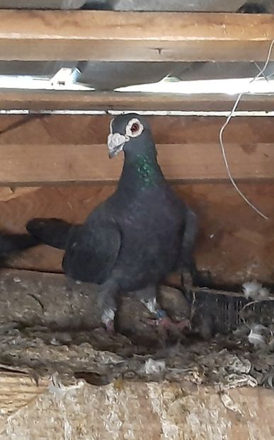  - VOIAJORI STIL VECHI SI  VOIAJORI DE FRUMUSETE