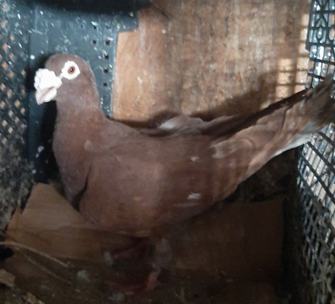  - VOIAJORI STIL VECHI SI  VOIAJORI DE FRUMUSETE