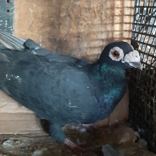  - VOIAJORI STIL VECHI SI  VOIAJORI DE FRUMUSETE