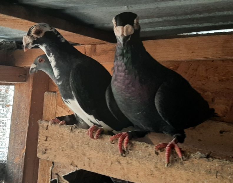  - VOIAJORI STIL VECHI SI  VOIAJORI DE FRUMUSETE