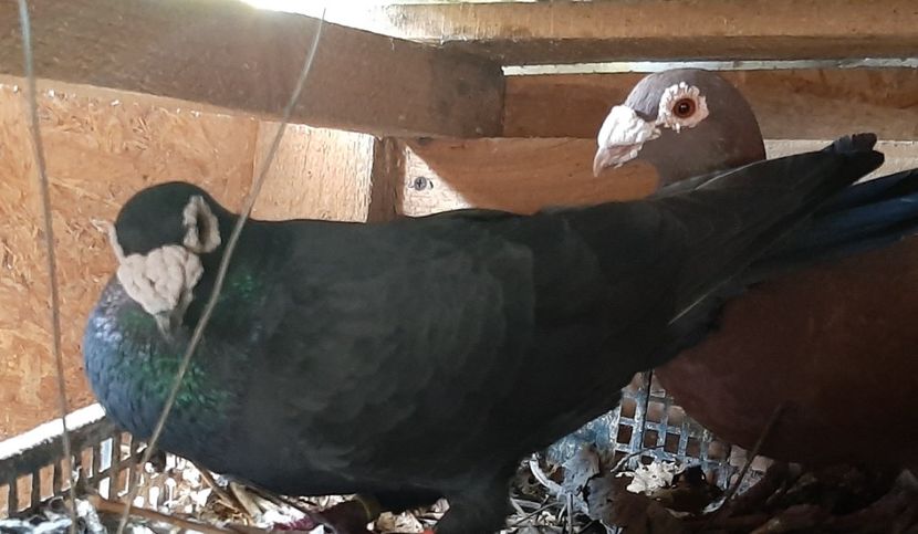  - VOIAJORI STIL VECHI SI  VOIAJORI DE FRUMUSETE