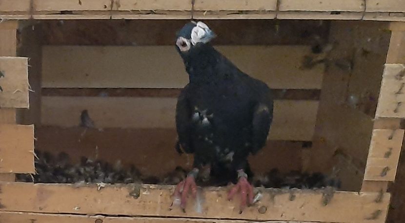  - VOIAJORI STIL VECHI SI  VOIAJORI DE FRUMUSETE