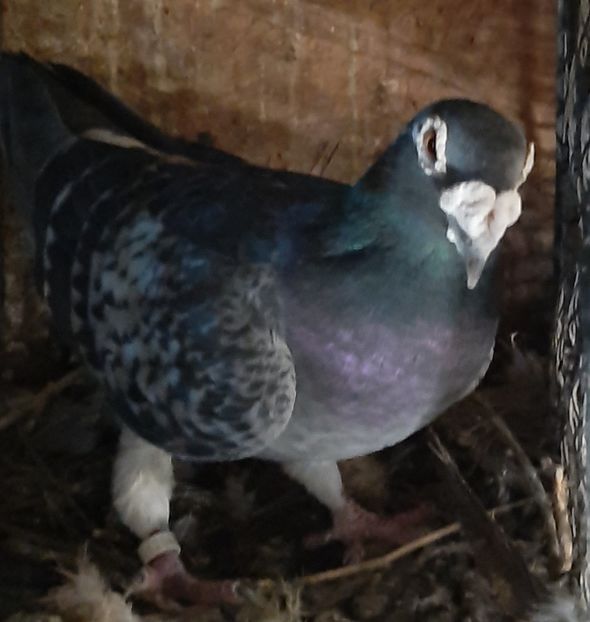  - VOIAJORI STIL VECHI SI  VOIAJORI DE FRUMUSETE