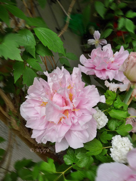 © - 01 - Floristica