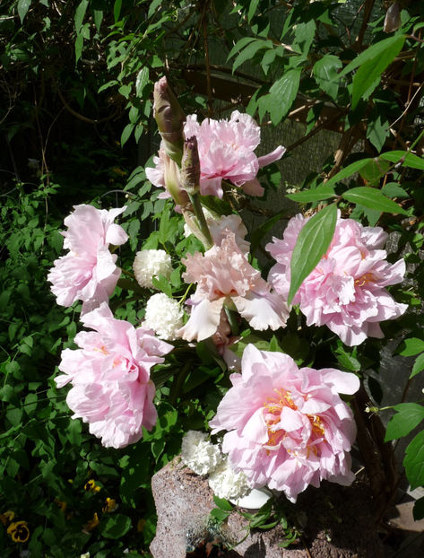 © - 01 - Floristica