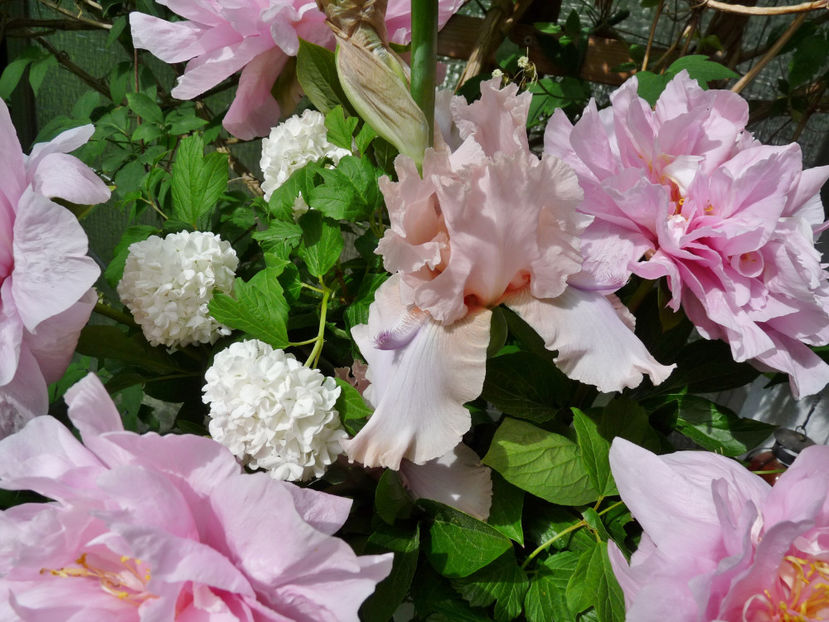 © - 01 - Floristica