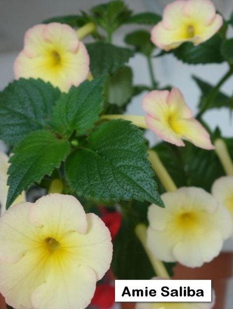 Amie Saliba - Amie Saliba