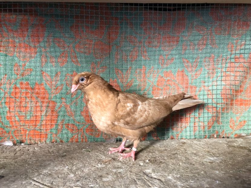 15356/21 - 4-lot zbor 2021