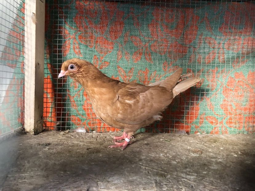 15581/21 - 4-lot zbor 2021