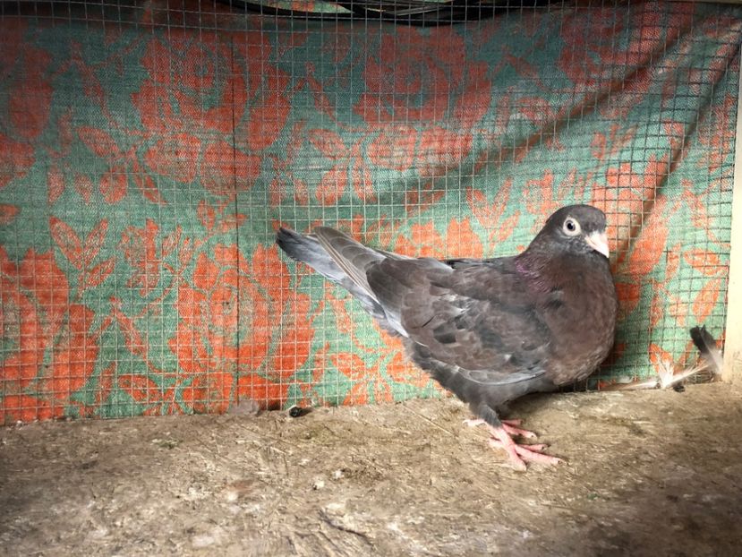 15535/21 - 4-lot zbor 2021