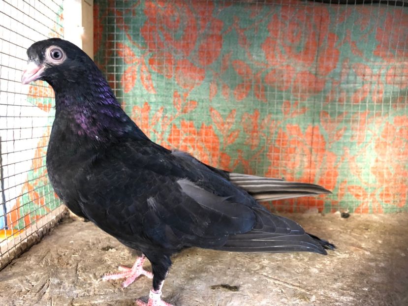 25455/21 - 4-lot zbor 2021