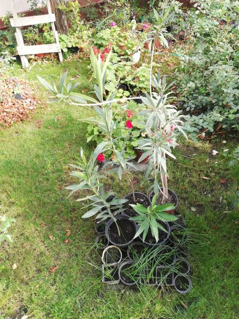 - Trandafiri la ghivece si plante dec la ghivece