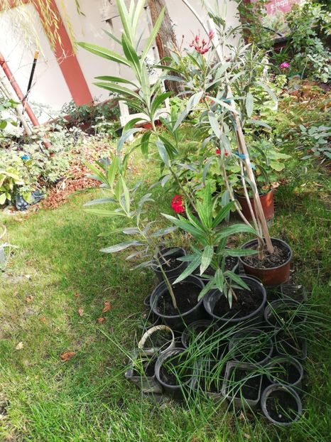  - Trandafiri la ghivece si plante dec la ghivece