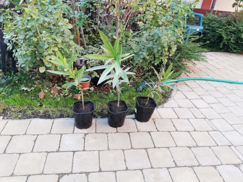  - Trandafiri la ghivece si plante dec la ghivece
