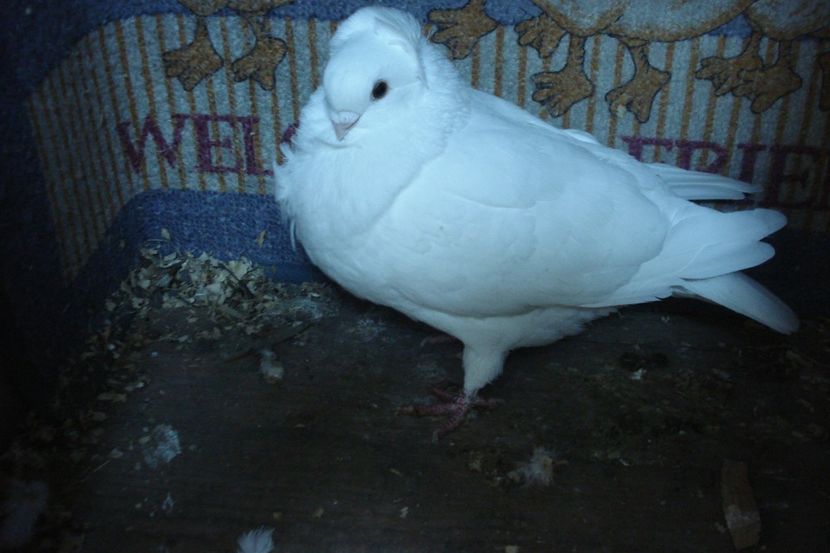 19000-21 m BN LIF - plecati