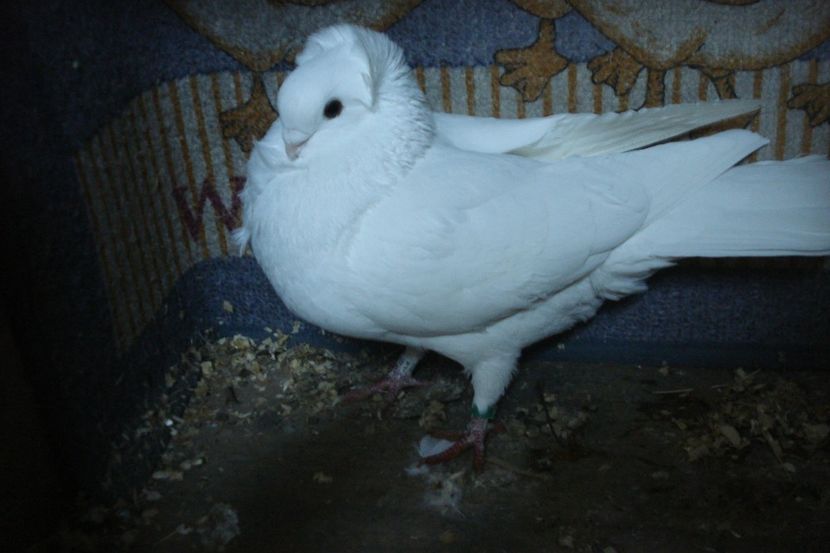 4947-21 m mb dej - plecati