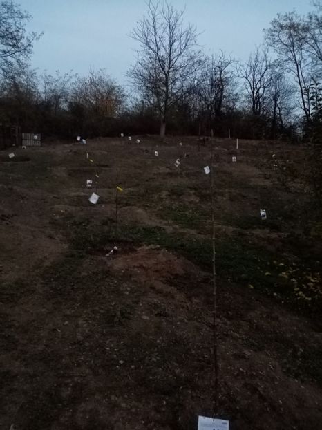  - 093 GRADINA NOIEMBRIE 2O21