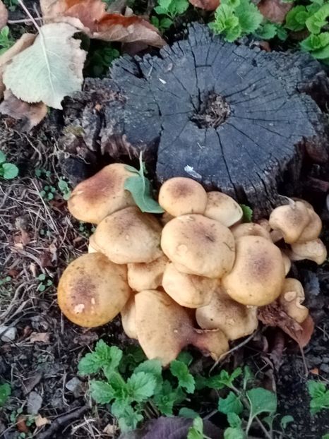  - 093 GRADINA NOIEMBRIE 2O21