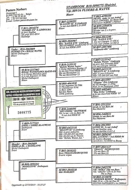 DIKKE BLAUWE ~ PEDIGREE - DIKKE BLAUWE - NORBERT PEETERS the line Roger Barcelona 1 nat Barcelona 2006