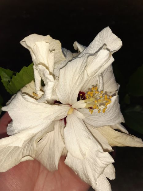  - HIBISCUSI - 2019_2021-2022-2023