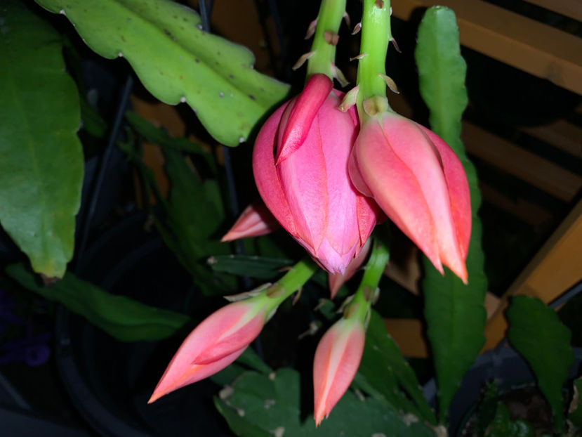 6:36 PM - Plante de interior 2021