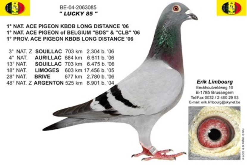 1 nat FOND KBDB 2006 - DIKKE BLAUWE - NORBERT PEETERS the line Roger Barcelona 1 nat Barcelona 2006