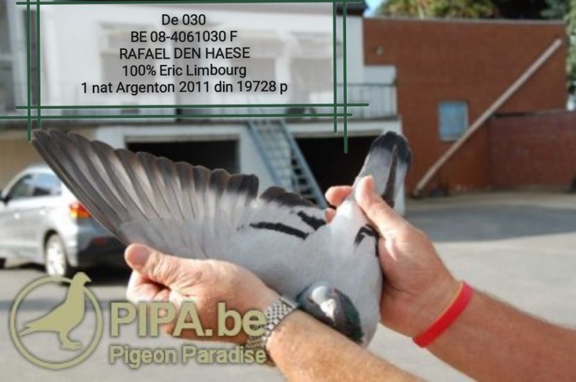  - DIKKE BLAUWE - NORBERT PEETERS the line Roger Barcelona 1 nat Barcelona 2006