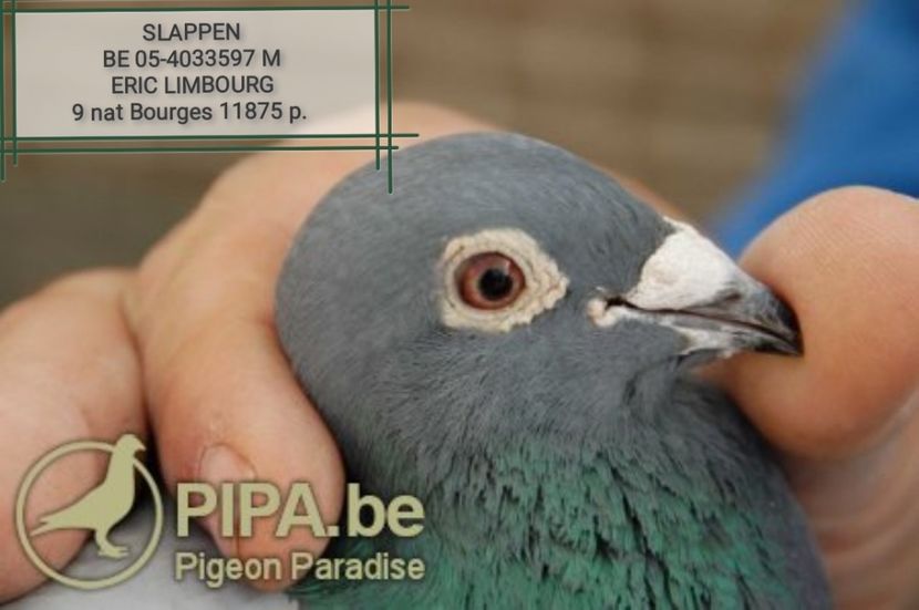  - DIKKE BLAUWE - NORBERT PEETERS the line Roger Barcelona 1 nat Barcelona 2006