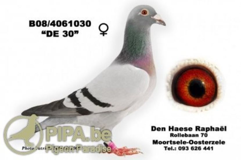 de 030 - DIKKE BLAUWE - NORBERT PEETERS the line Roger Barcelona 1 nat Barcelona 2006