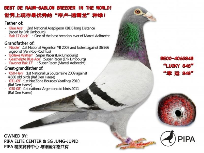 be00-4065848-w_019 - DIKKE BLAUWE - NORBERT PEETERS the line Roger Barcelona 1 nat Barcelona 2006